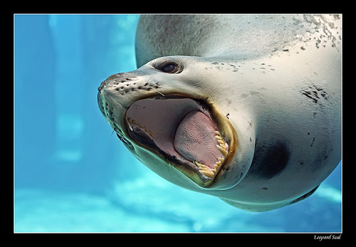 seal animal. Animal Photography